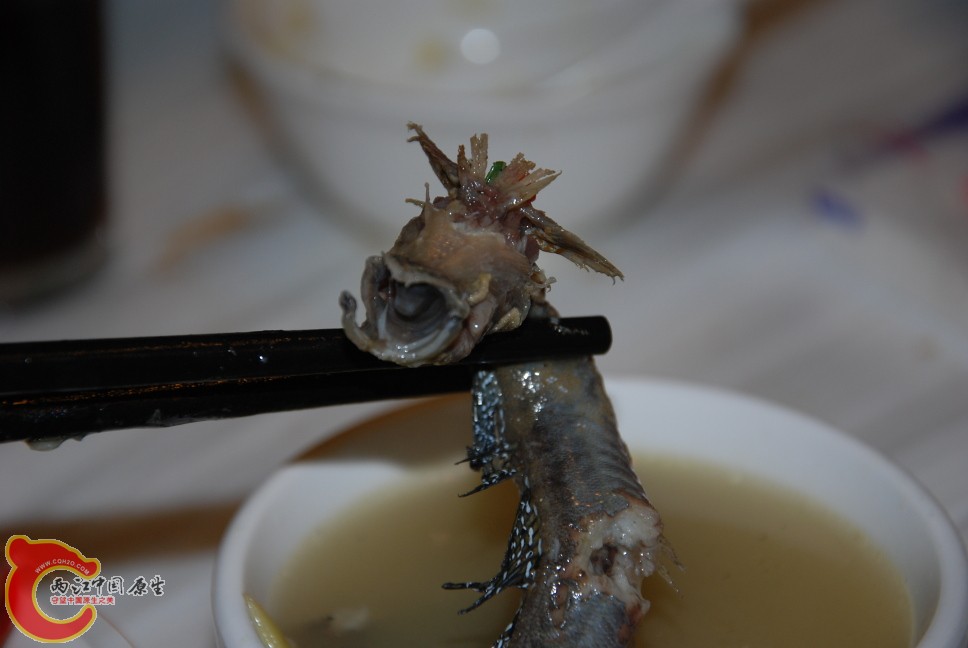 弹涂鱼