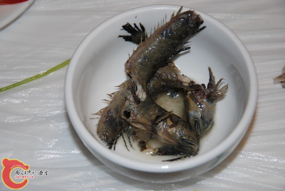 弹涂鱼2