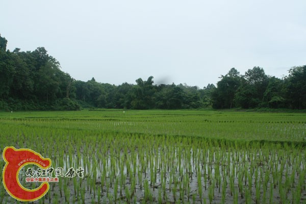 这个使我想到一些经常看到的越战片