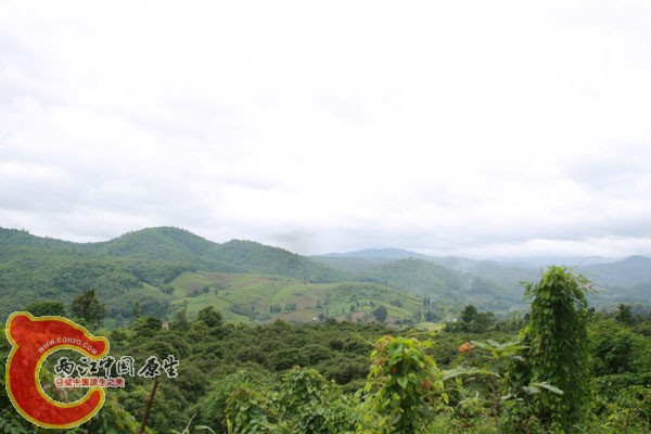 鸟瞰泰北热带雨林