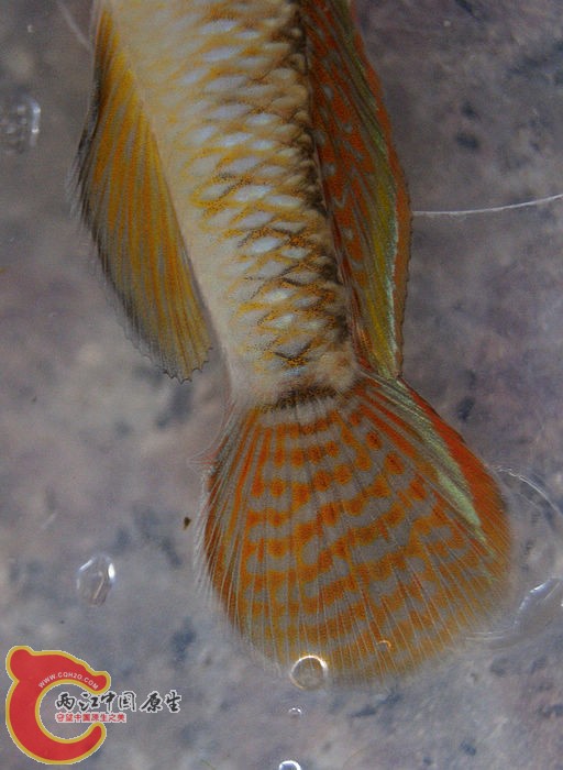 DSC03954.jpg