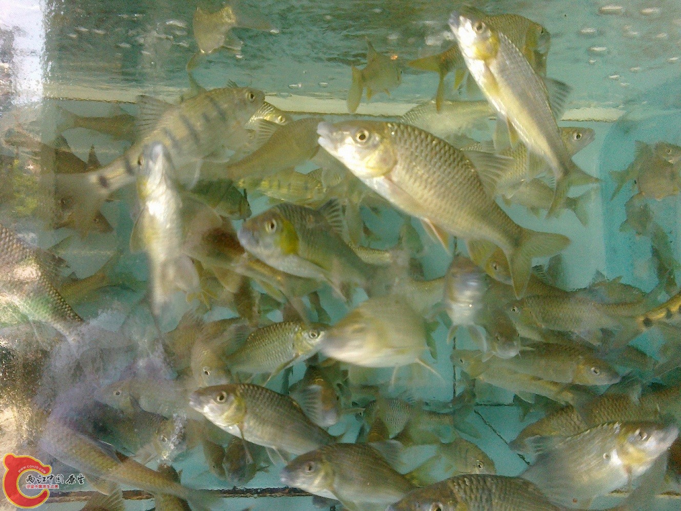 20110724081.jpg