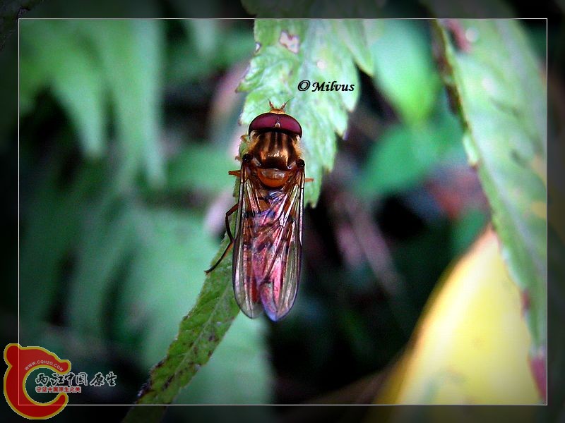 01食蚜蝇.JPG