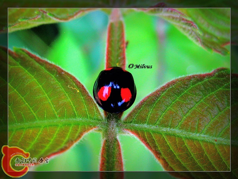 06异色瓢虫.JPG