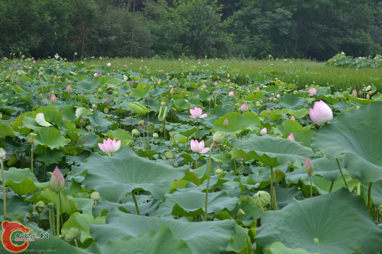 20110730839.jpg