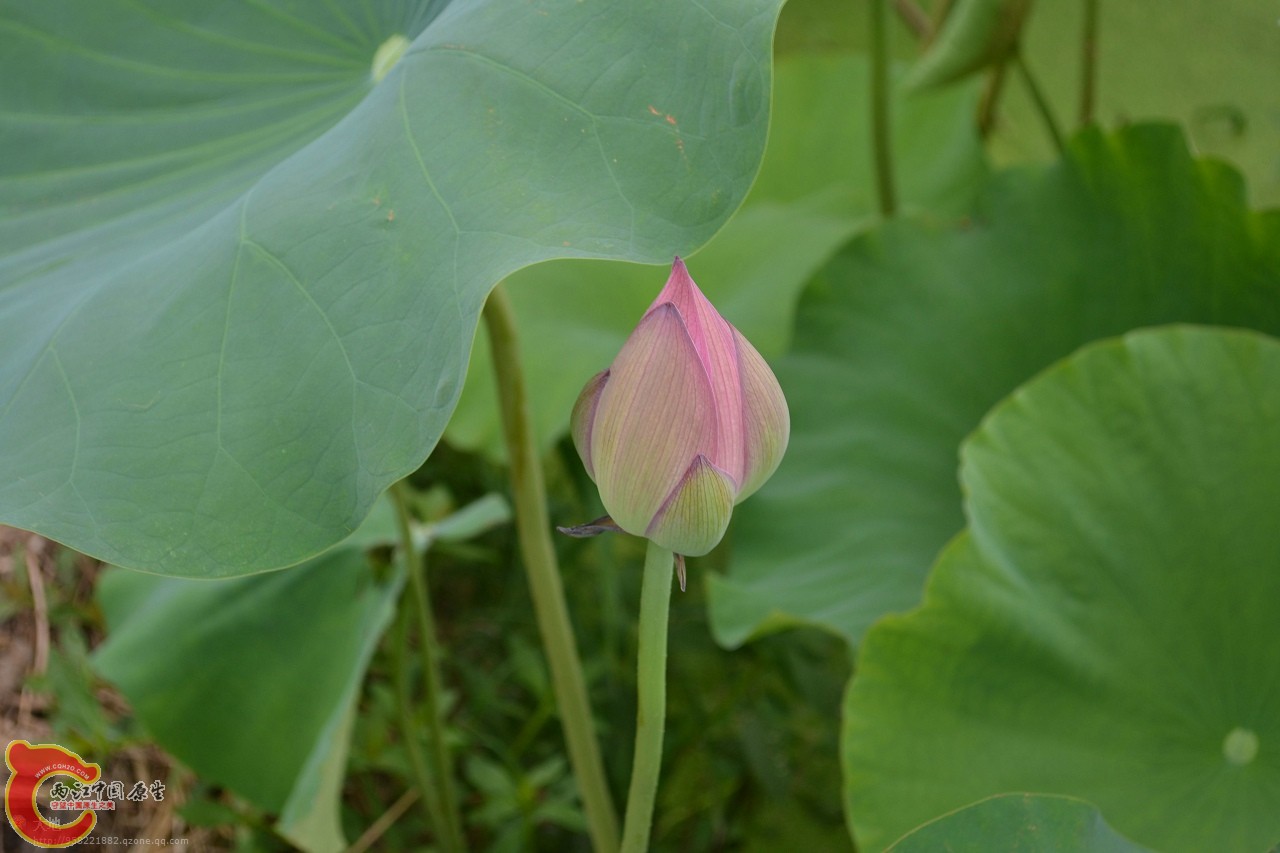 20110730841.jpg