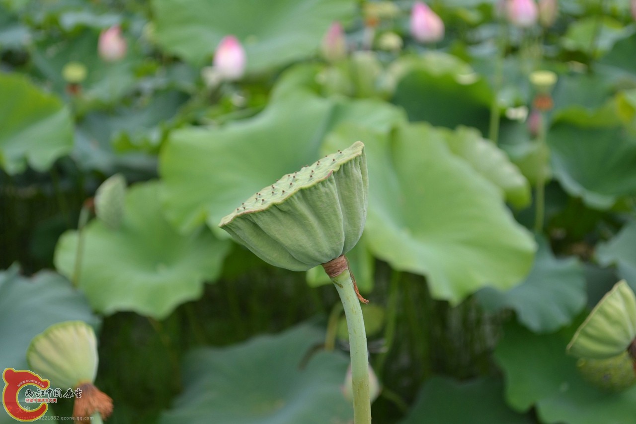 20110730842.jpg