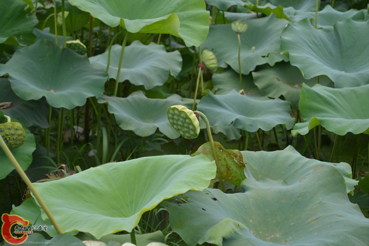 20110730843.jpg
