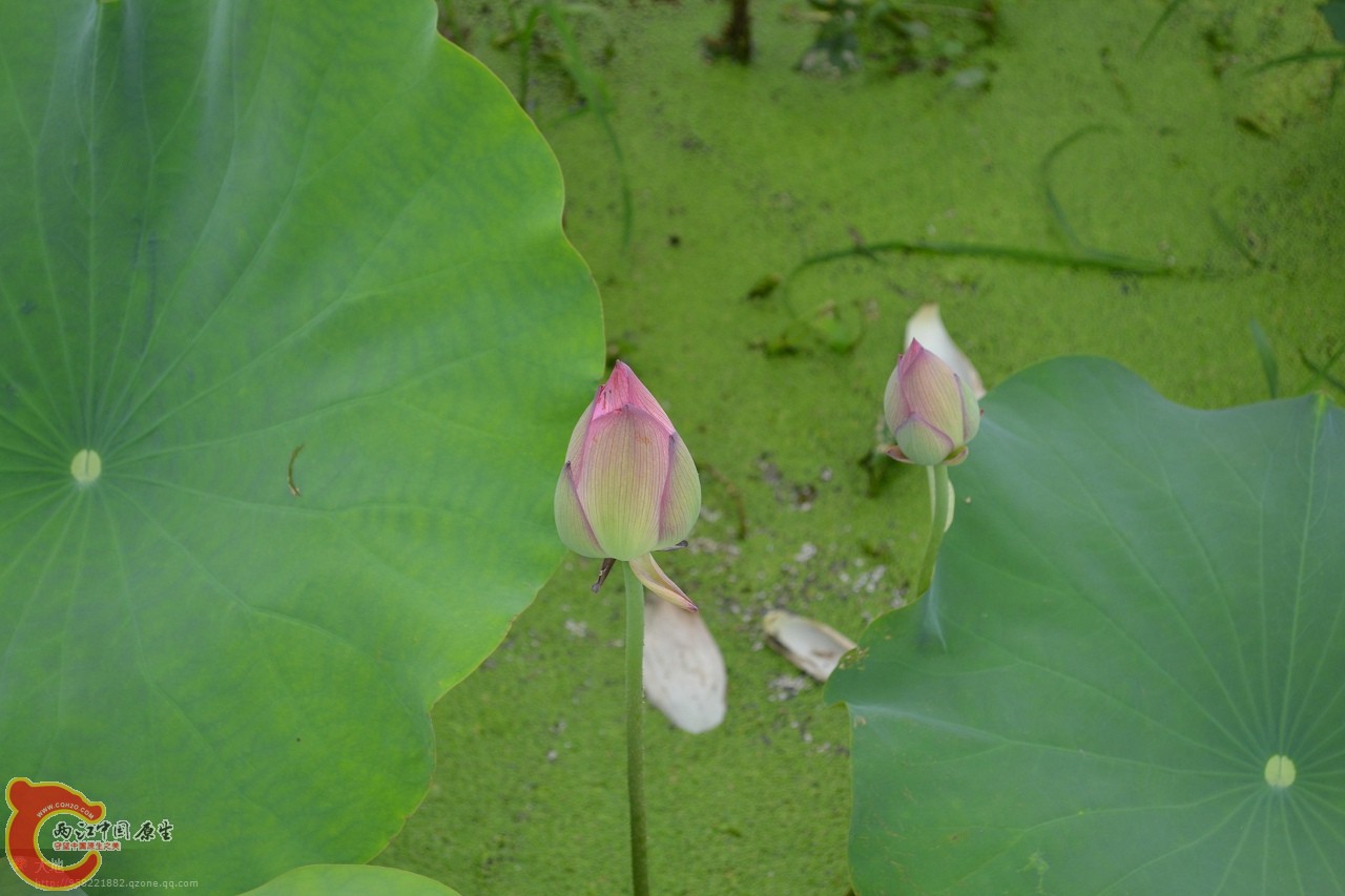 20110730844.jpg