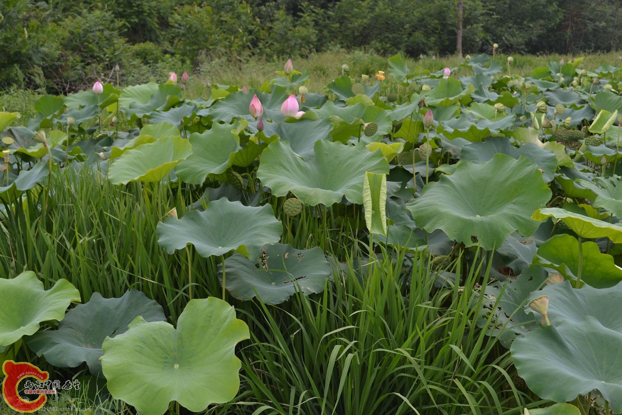 20110730845.jpg