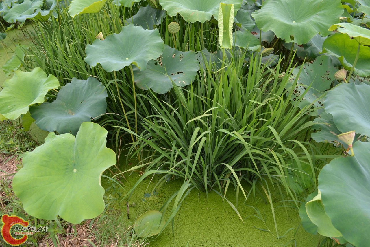 20110730846.jpg