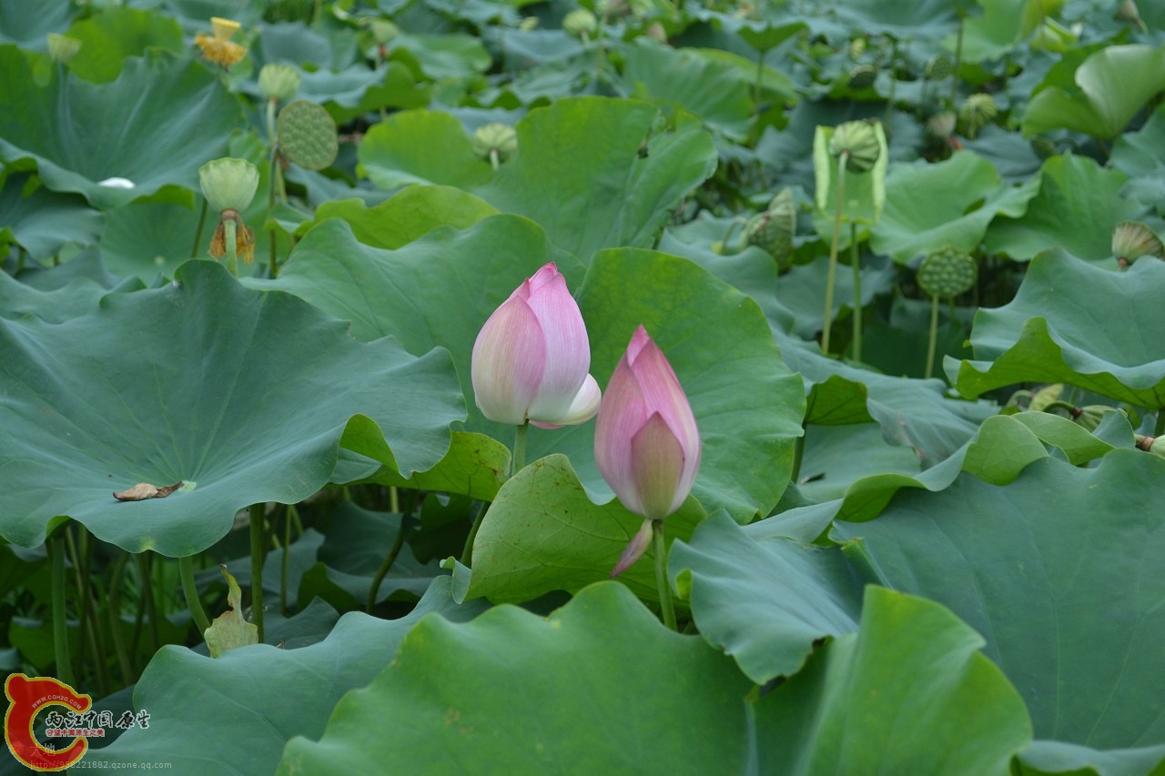 20110730847.jpg