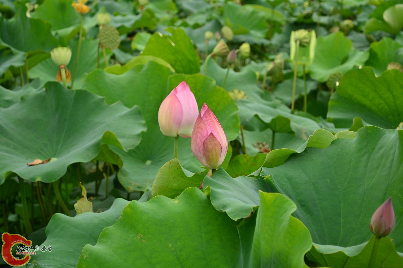 20110730848.jpg