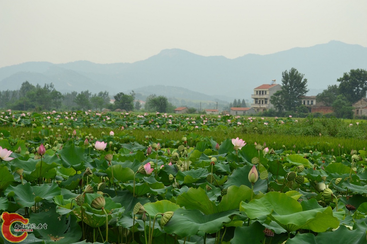 20110730850.jpg