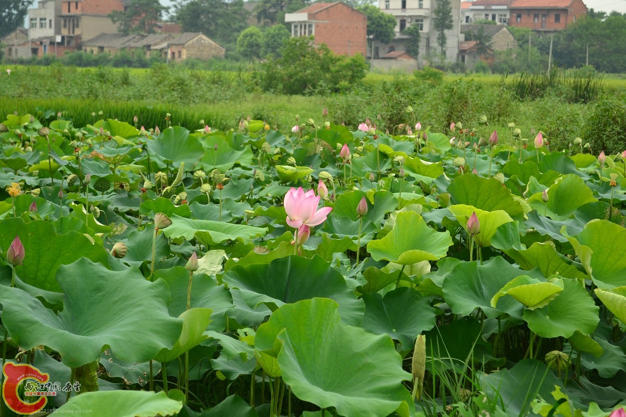 20110730851.jpg