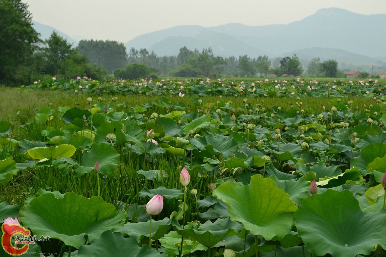 20110730852.jpg
