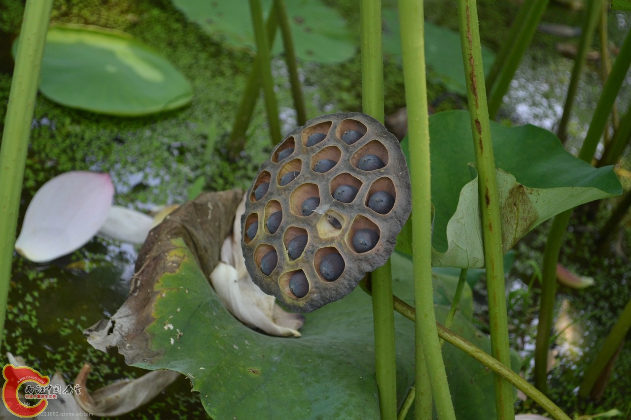 20110730861.jpg