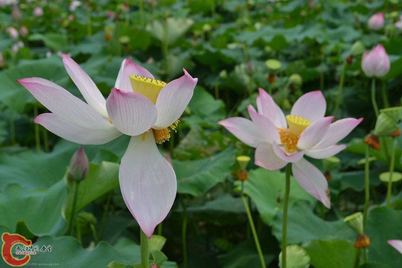 20110730862.jpg
