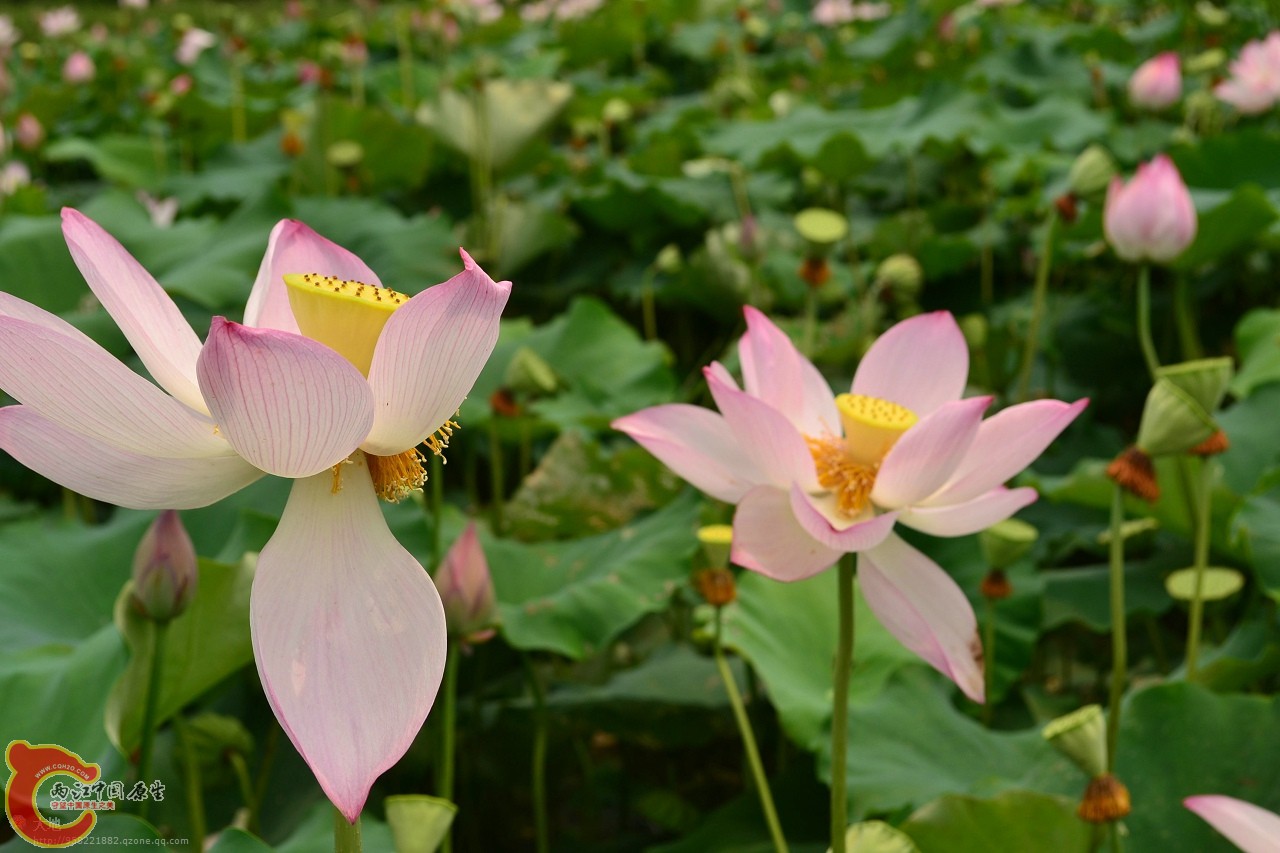20110730863.jpg