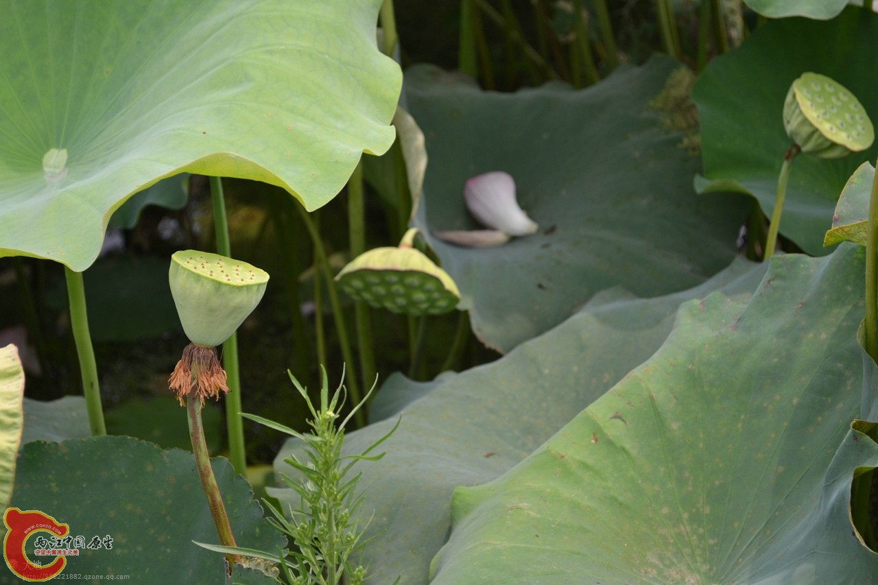 20110730864.jpg