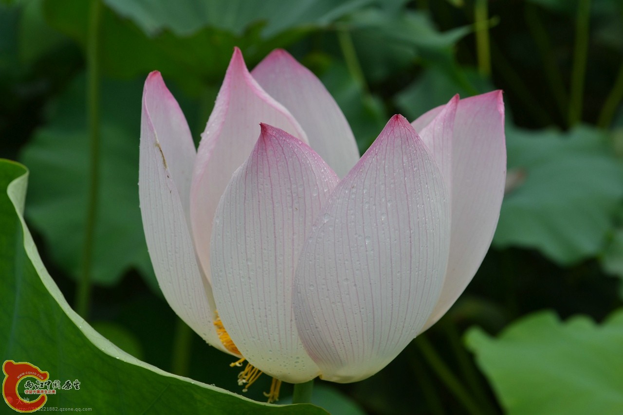 20110730865.jpg