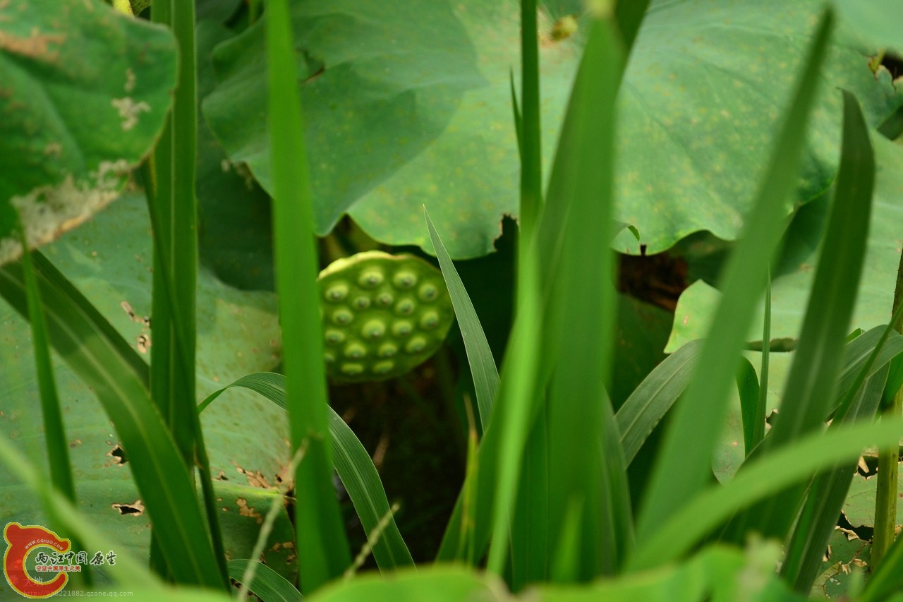 20110730866.jpg