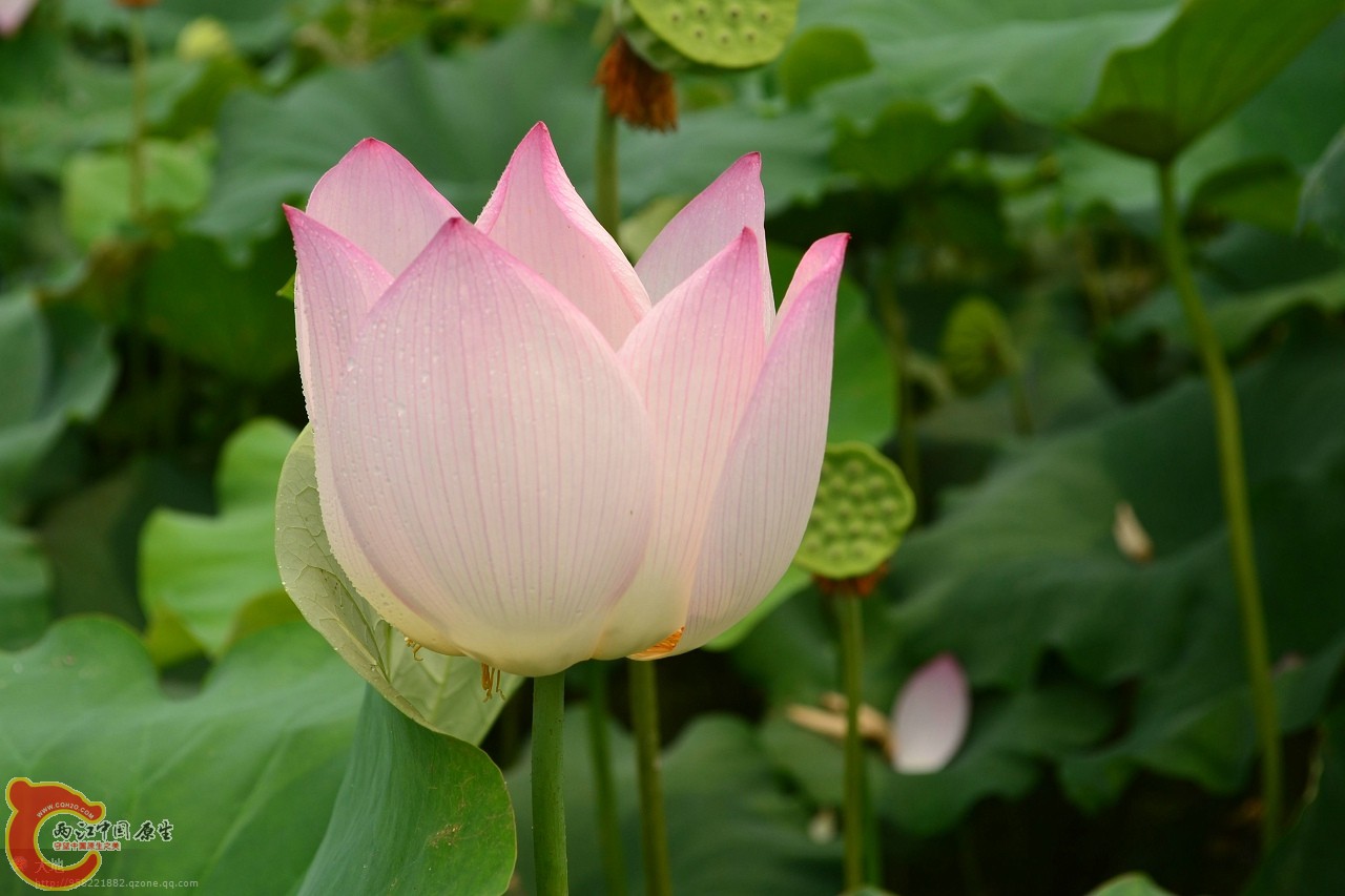 20110730867.jpg