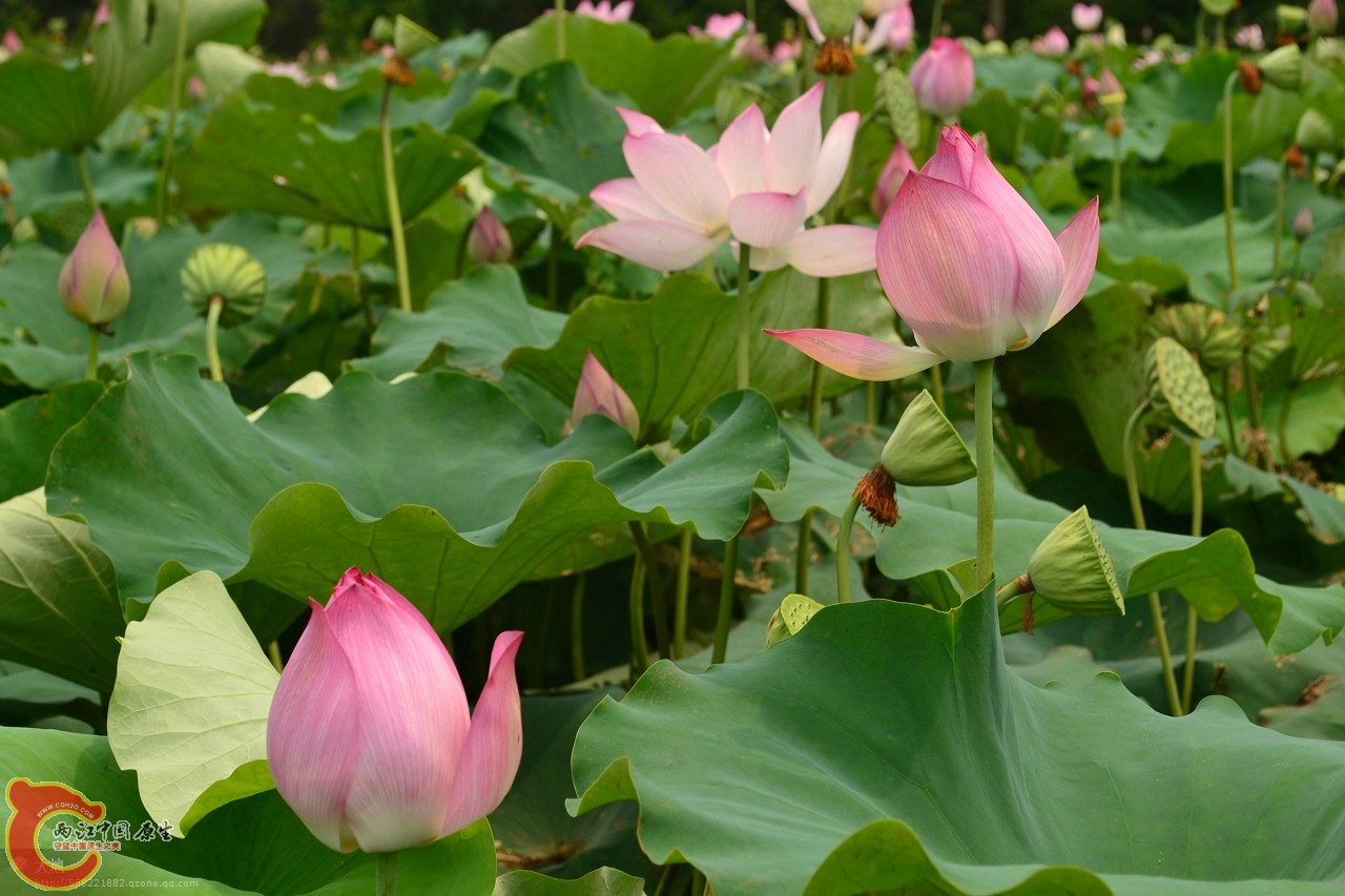 20110730868.jpg