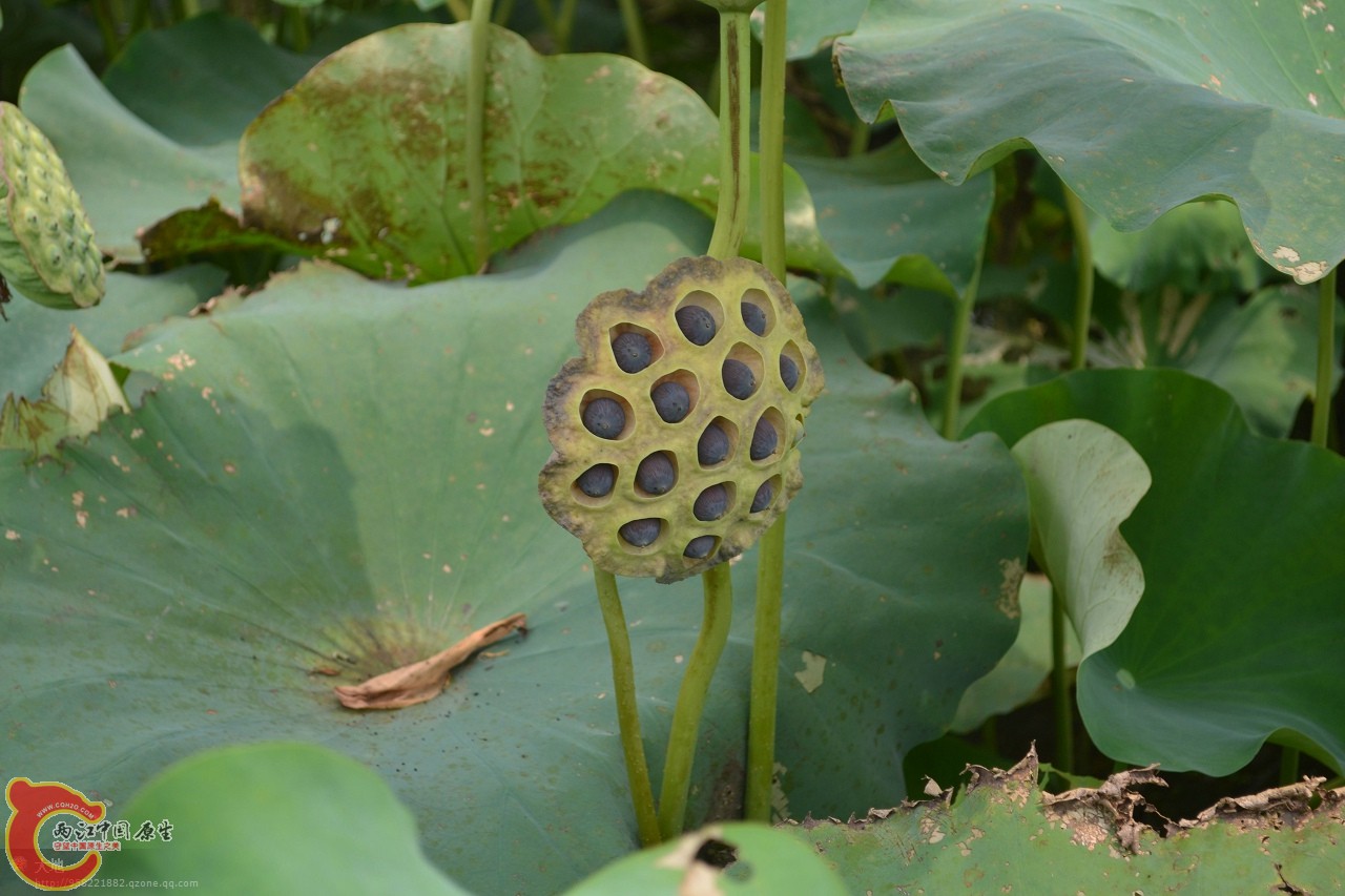 20110730871.jpg