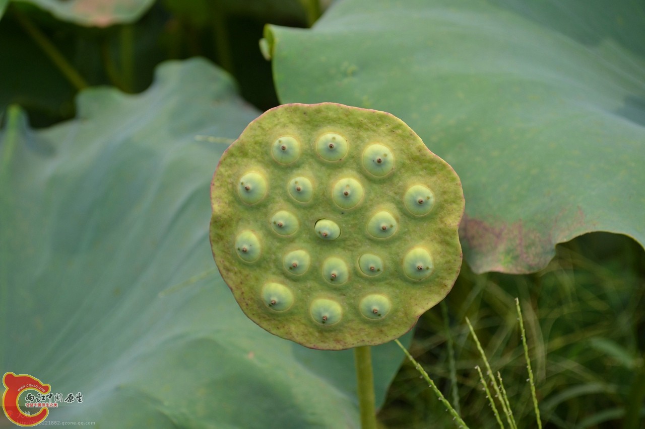 20110730872.jpg