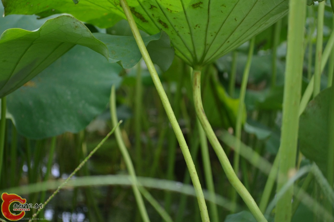 20110730876.jpg
