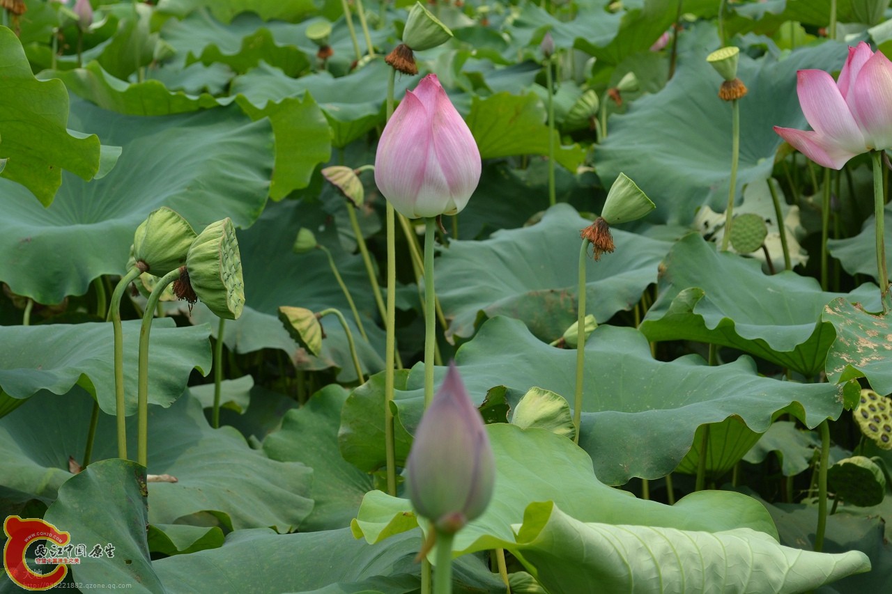 20110730878.jpg
