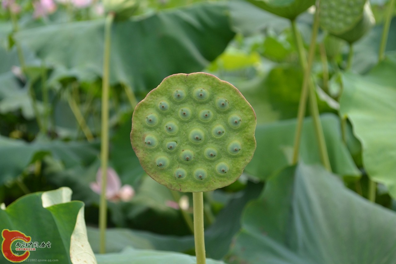 20110730881.jpg