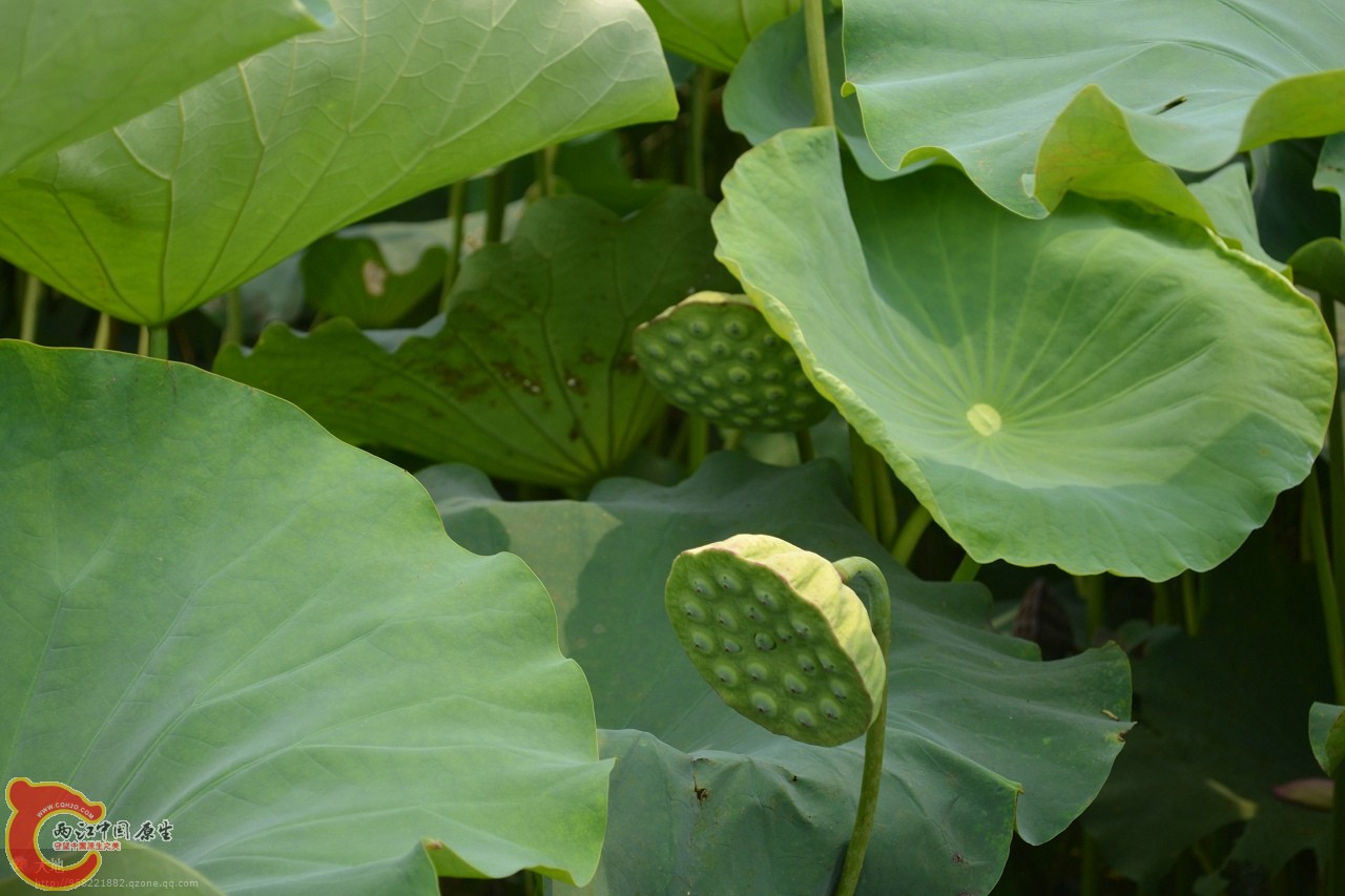 20110730882.jpg