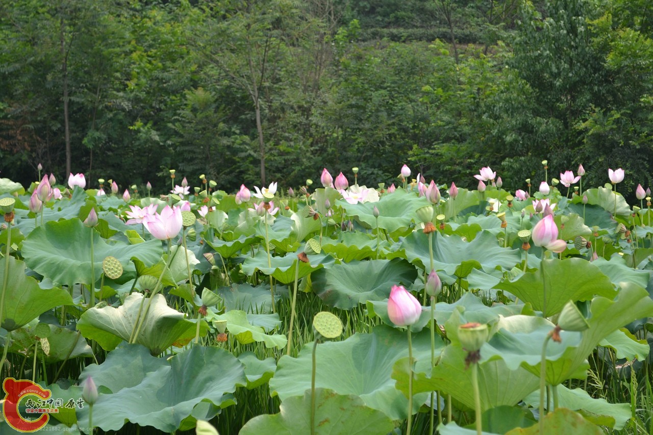 20110730884.jpg