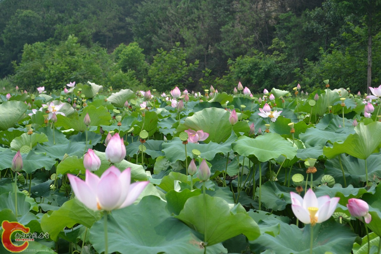 20110730886.jpg