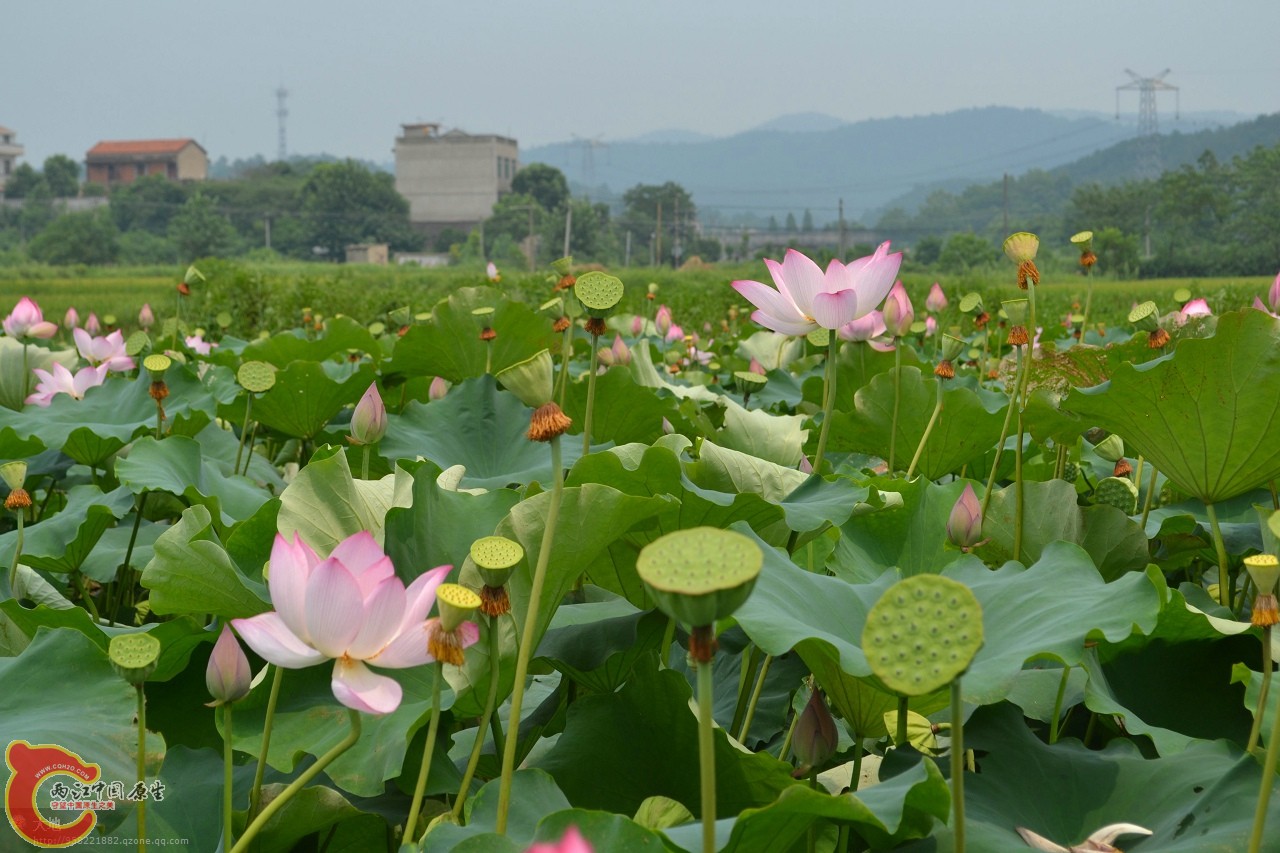 20110730889.jpg