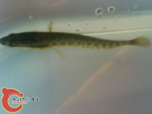 IMG0533A.jpg