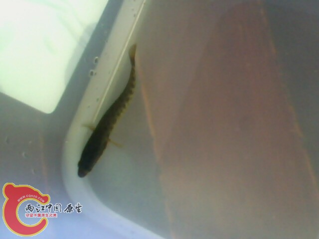 IMG0534A.jpg
