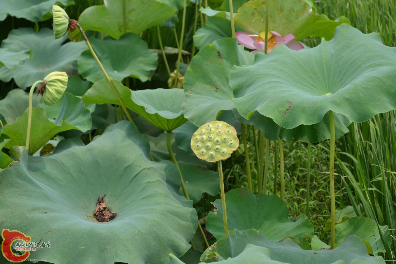 20110730890.jpg