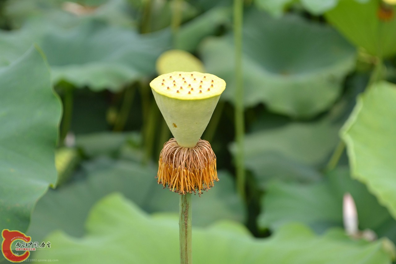 20110730891.jpg