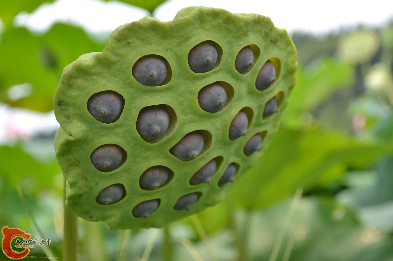 20110730894.jpg