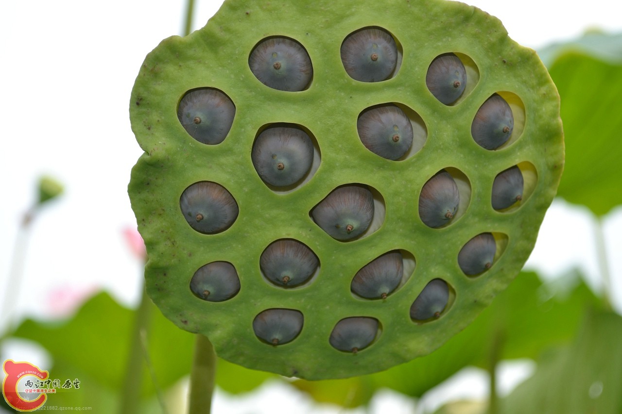 20110730895.jpg
