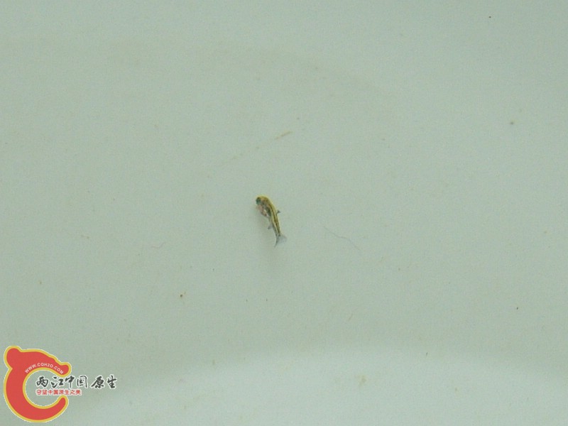 出蚌的小鰟鮍鱼