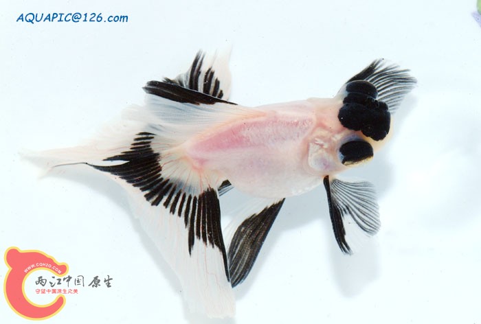 黑白龙睛A10 拷贝.jpg
