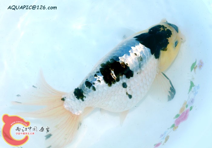 蓝黑白蛋球20 拷贝.jpg