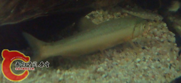 40151.jpg