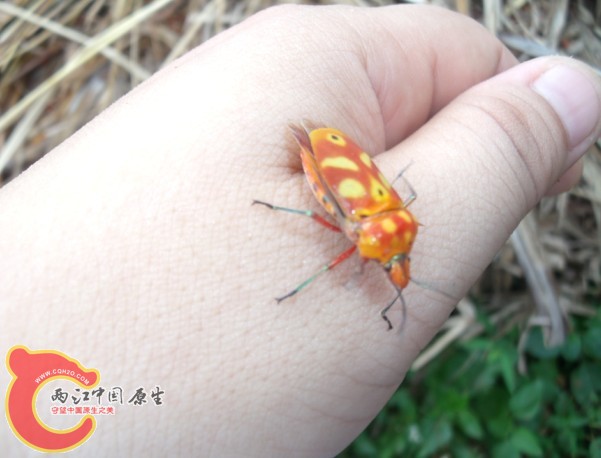 不知名的甲虫！求名！