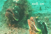 2.gif