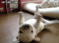 3.gif